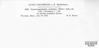 Gymnosporangium cornutum image
